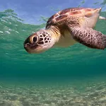 Seaturtle House Dom wakacyjny *