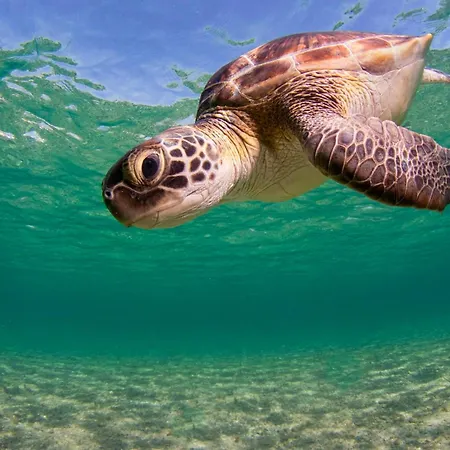 Ferienhaus Seaturtle House *
